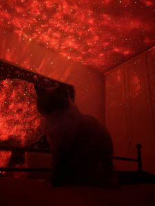 Gwiazdoholik.pl - projektor gwiazd