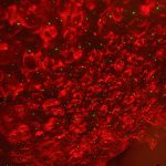 Gwiezdny Projektor ™ photo review