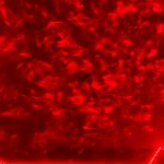 Gwiezdny Projektor ™ photo review