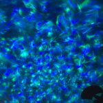 projektory gwiazd opinie gwiazdoholik.de