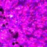 Gwiezdny Projektor ™ photo review