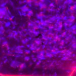 Gwiezdny Projektor ™ photo review