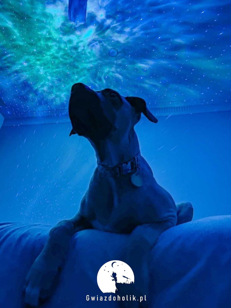 Gwiazdoholik.pl dla zwierząt